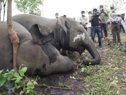 Khanapara vetinery college submitted report with reason for died 18 elephant in Nagaon   অৱশেষত ফাদিল হল নগাঁওত