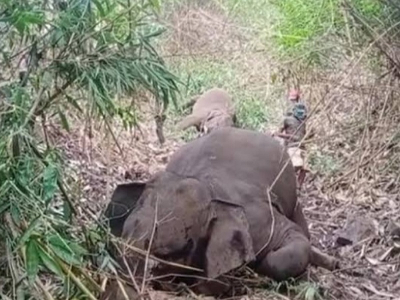 Khanapara vetinery college submitted the report of 18 elephant death investigation