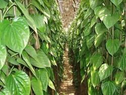 Earn more than one lacs per month by Farming  pan in assam