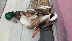 Duck disease and it's vaccine like plague disease