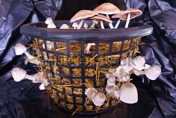 Tips for rice straw mushroom Farming  know here