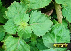 Pogostemon cablin  farming at home