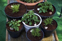 Are you interested to grow pogostemon cablin at your home then this is best tips to prepare saplings