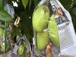 fruit bagging technique profitable mango production in fruit bagging technology