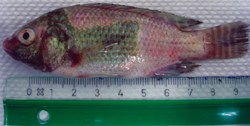 fish disease what to do if fish disease occurs know about fish diseases