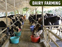 10 Most Profitable Livestock Farming Business Ideas