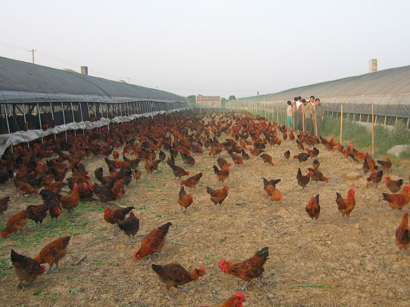 Best livestock Farming in low investment
