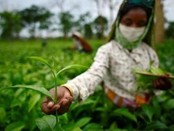 Most important facts for small tea Farmers
