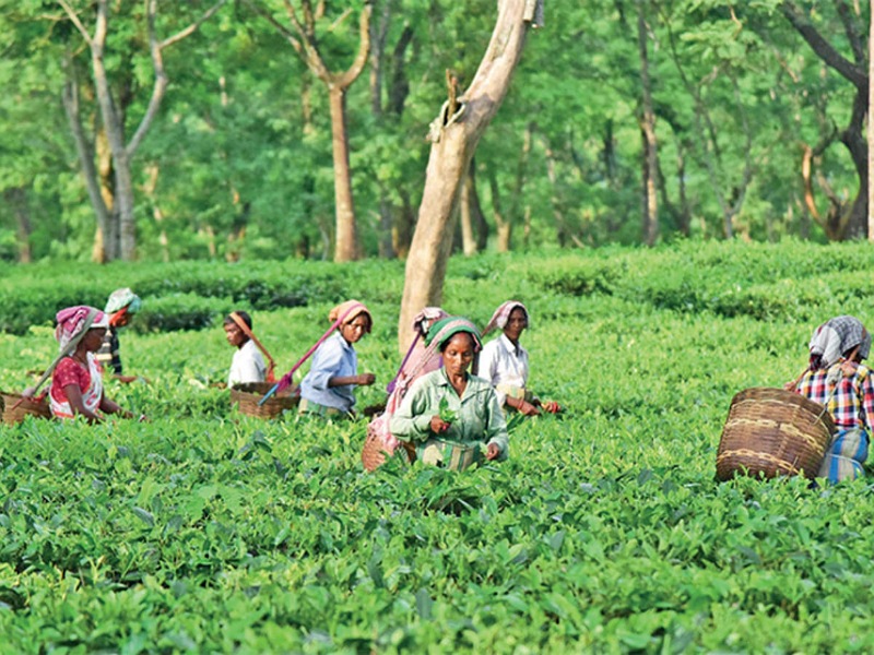 Tea plucking (photo Credit: Google)
