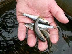 Easy way to indentify minnow