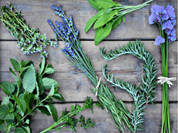 earn a lot of money by cultivating medicinal plants