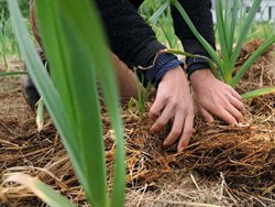 what are the advantages and disadvantages of mulching find out all the in ormation about how profitable it is to use