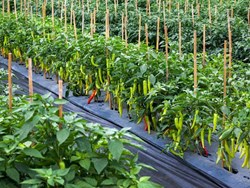 Disease of Chili and it's control
