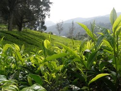 Soil Test for Tea Garden and it's importance