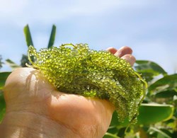 Easy way to make fish foods naturally