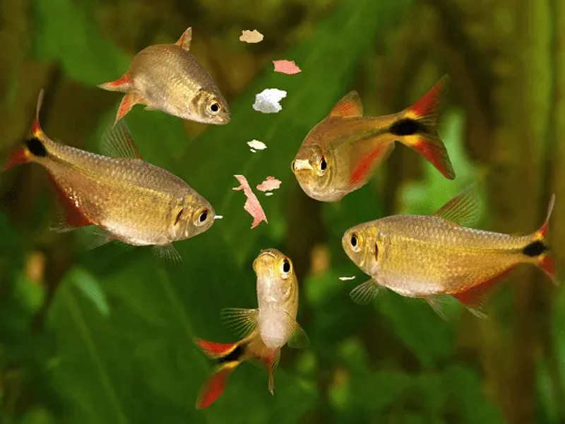 Prepare feeds naturally for fish (photo credit: Google)