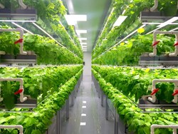 What is vertical farming and grow crops with this method know all about inside