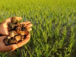 Assam's performance is not satisfactory even as a result of the various Agriculture Scheme