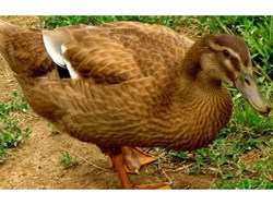 campbell duck farming raising campbell ducks will be more profitable than raising hens