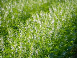 sesame farming how to cultivate sesame learn the complete method