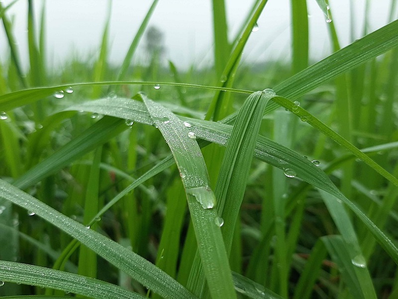 Crops Crops