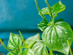 Some impressive health benefits of shiny bush vegetable