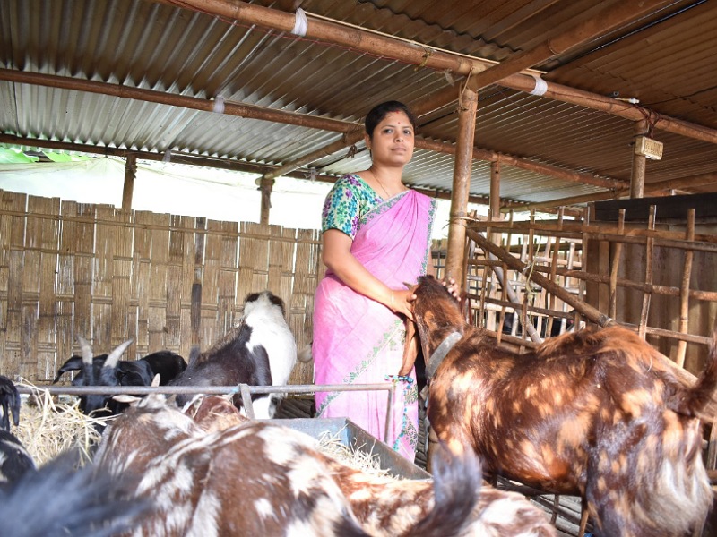 Parimita Sarma in her Goat Farm (Photo Credit: Google)