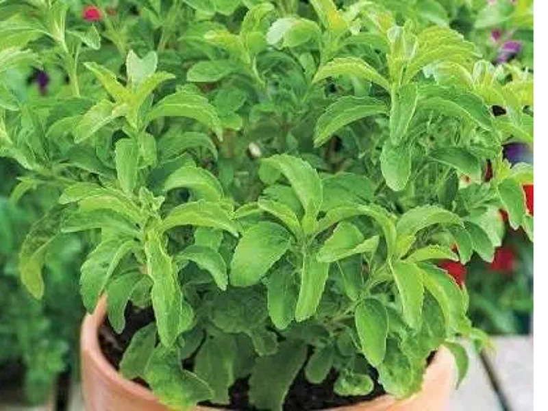 Stevia Medicinal Plants Farming