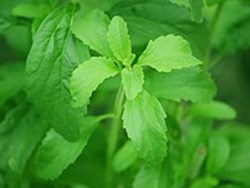 Stevia Cultivation earn 6 lacs by Farming  Stevia with a small investment