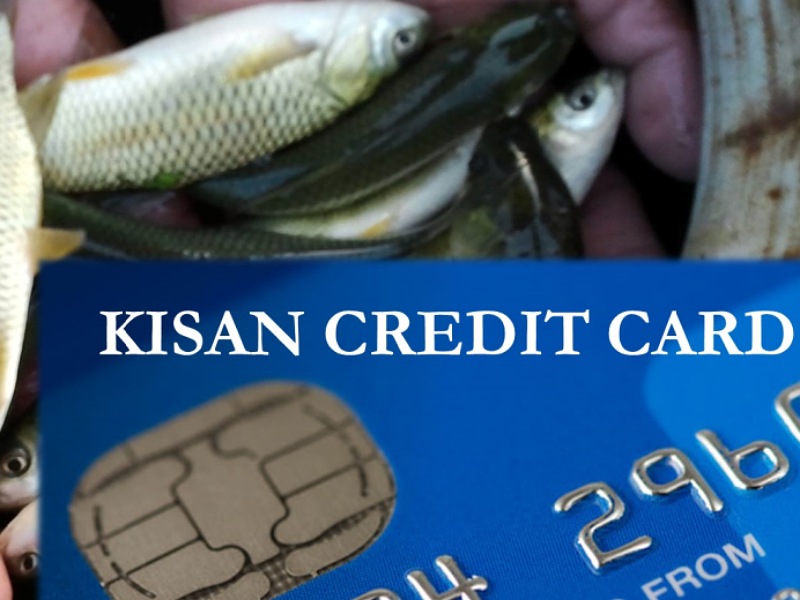 Fish Farming KCC loan Fish Farming KCC loan