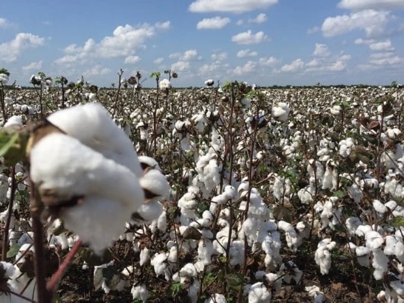 Cotton Cotton