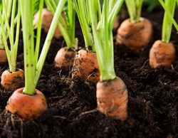 Popular winter vegetable carrot farming guide
