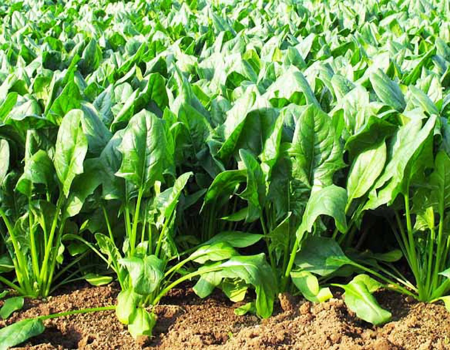 Spinach Cultivation