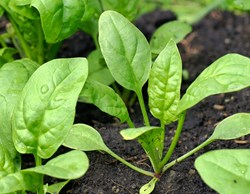 Spinach cultivation guide