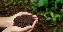 World Day 2021: Let's focus on soil conservation