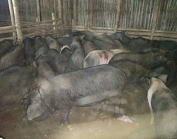Pig Farming: a Profitable Business in Assan