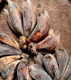 Musa balbisiana Colla and its importance