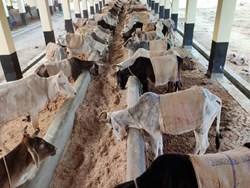 how to protect animal from Winter