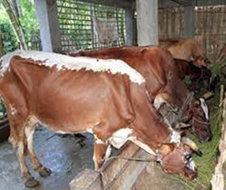 animal husbandary assam