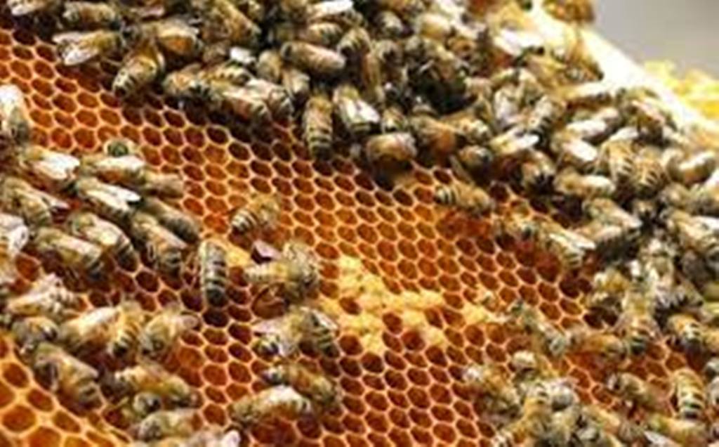 honey bees farming