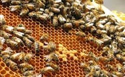 honey Bees farming