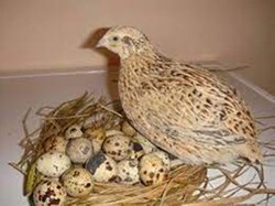 Quail farming a frofitable business