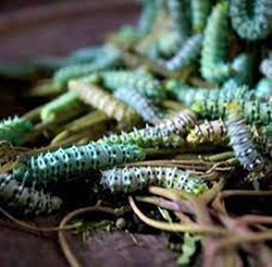 sericulture in assam