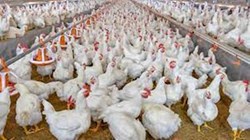 Scientific farming of Broiler