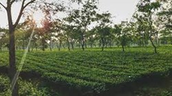 Agriculture in greater kamrup rural area