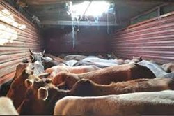 30 bulls seized in Goalpara's Ranjuli
