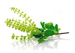 Tulsi farming as profitable business idea