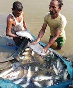 Fish Farming in Assam winter season