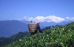 Darjeeling Tea production to record low 2021