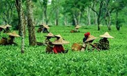 Assam Tea Production Decreases 8 % in 2021